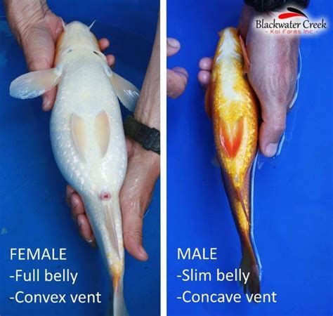 How To Tell The Gender Of A Koi Fish Waterworld Craze Koi Fish