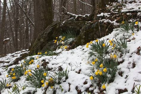 Flowers In The Spring Snow West Virginia Spring Snow Different Types