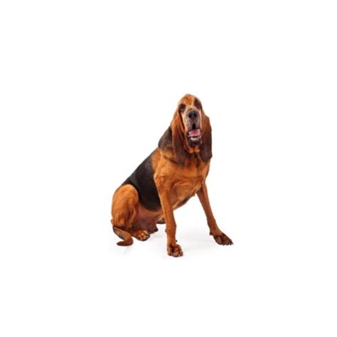 bloodhound puppies petland bolingbrook il