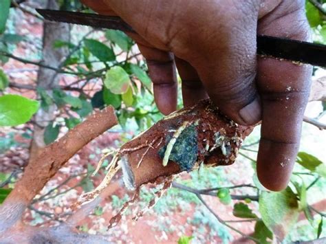 To obtain a larger amount of a third variation in which surface contact when topworking b buds are forced to grow the same a tree to a new variety (figure season they are grafted is called 9). Propagation of Fruit Bearing Trees by Air-Layering | Fruit ...