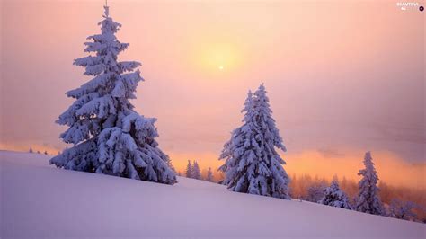 Spruces Winter Trees Snow Sunrise Snowy Viewes Beautiful Views