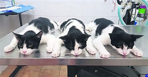 New Foster Home For 15 Felines Southern Star
