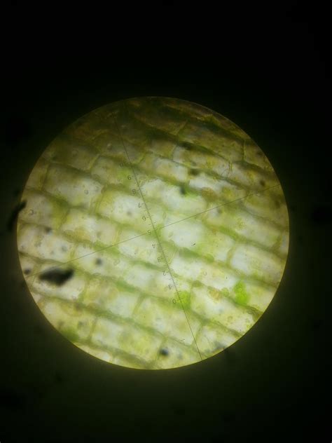 Microscope Chloroplast In Plant Cell Micropedia