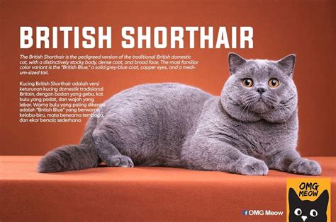 30 Of The Most Popular Cat Breeds And Their Origins American Shorthair
