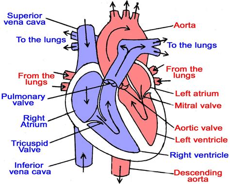 Blood vessels are an integral component of the circulatory system. IB Biology: Topic 6.2: The transport system
