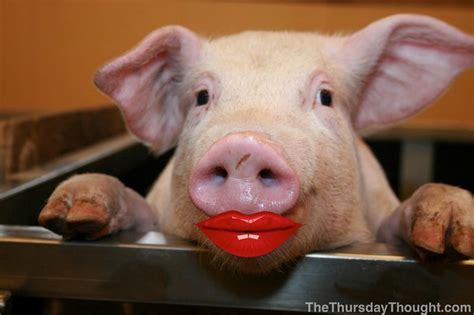 “lipstick On A Pig” Or Change The Animal The Innovation Show