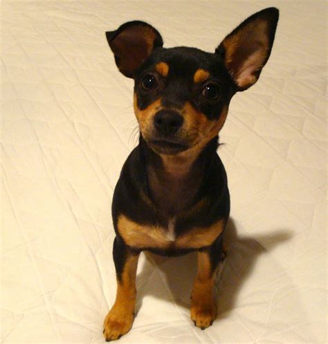 Check spelling or type a new query. Chipin Dog (Miniature Pinscher-Chihuahua Mix) Info ...