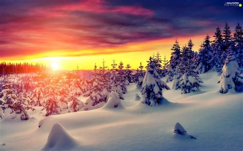 Trees Winter Great Sunsets Spruces Viewes Snow For Phone