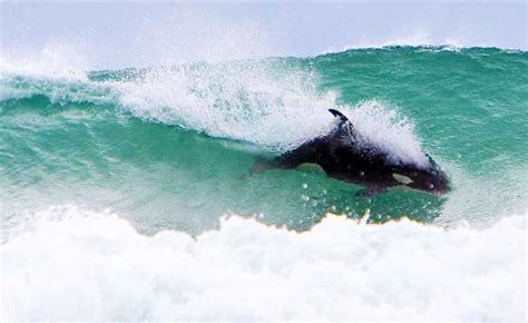 Orca Goes Surfing In New Zealand