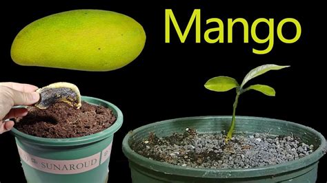 Growing Mango Tree From Seed Time Lapse How To Grow A Mango Tree From