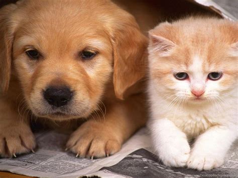 Cute cats and dogs pics. Cats And Dogs Wallpapers Hd Cute Dog And Cat Wallpapers Hd ...