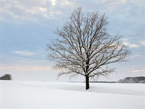 Winter Tree Stock Image Image Of Husbandry Nature Season 25711435