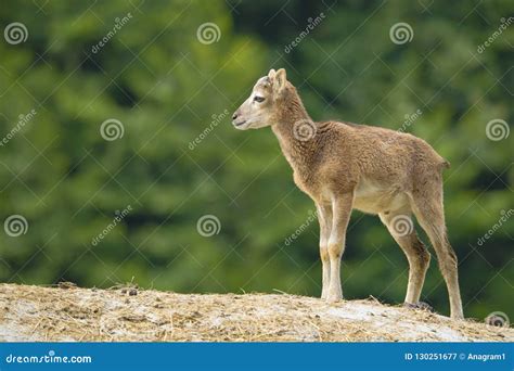 Baby Mouflon Standing On A Hill Stock Image Image Of Ammon Ovis