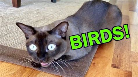 Burmese Cats Chattering And Talking About Birds Cute