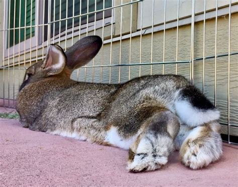 Pin By Jared Schnabl On Flemish Giant Bunnies Giant Bunny Big Bunny