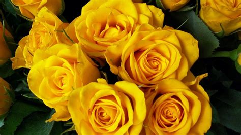 Download Wallpaper 1920x1080 Roses Flower Yellow Bright Beautiful