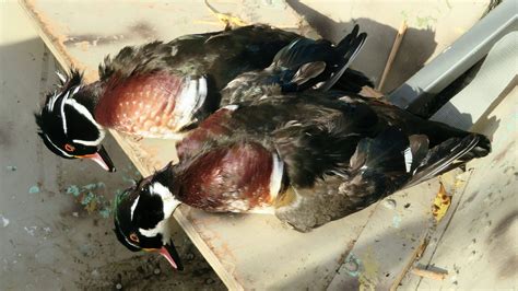 Duck Hunting Can Be Difficult But Thats Part Of The Fun