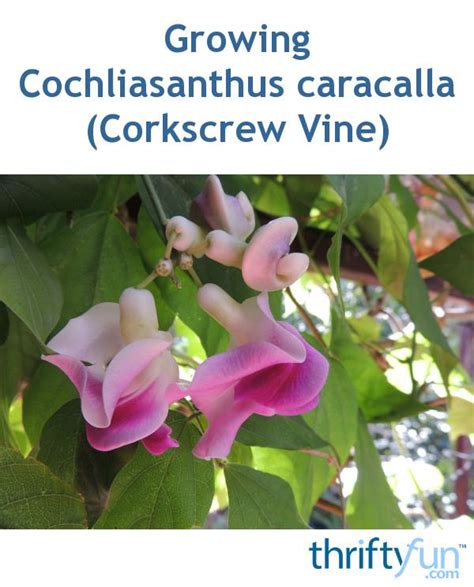 Growing Cochliasanthus Caracalla Corkscrew Vine Flowering Vines