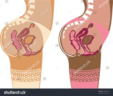 Anatomical Female Vagina Simplified Vector Drawing Stok Vektör