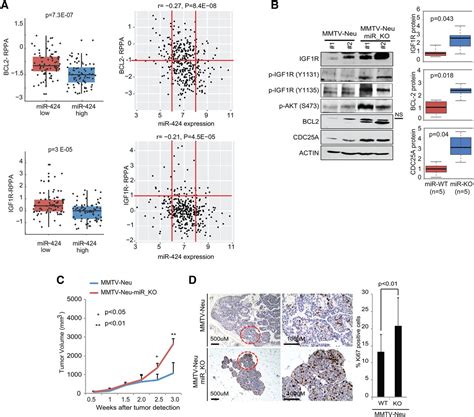 mir 424 322 503 is a breast cancer tumor suppressor whose loss promotes resistance to chemotherapy