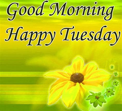 In this article, we will share with you all the beautiful images of the flowers with good morning wishes written of them. Happy Tuesday good morning wishes with flowers in 2020 ...