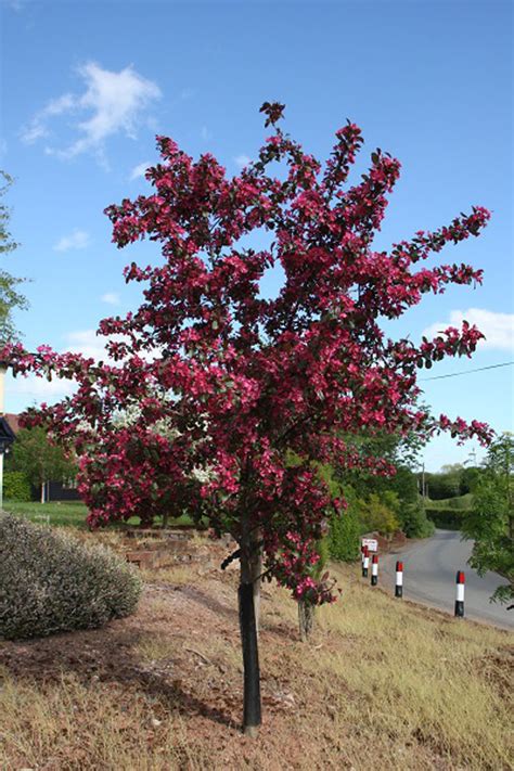 Buy Bare Root Crab Apple Scarlett Tree Online Free Delivery Free 3