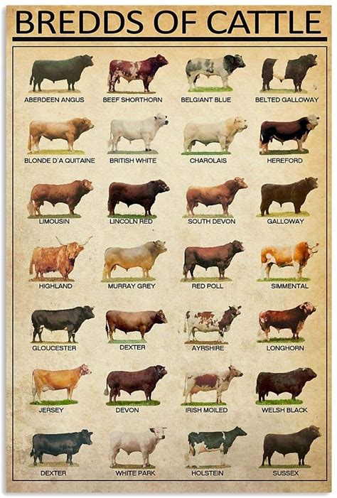 Breeds Of Beef Cattle Poster Etsy