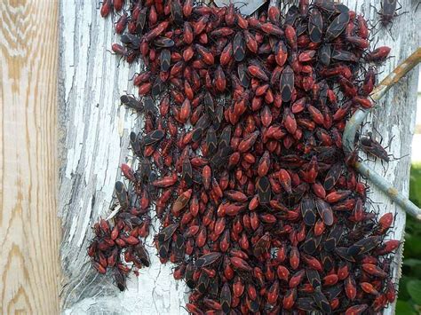 Fall And The Emergence Of Box Elder Bugs