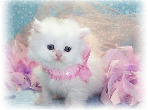 Free Download Baby Of Persian Cat Cute Persian Breed Cat Kitten