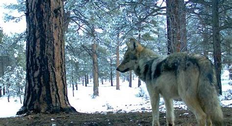 Mexican Gray Wolf Numbers Highest In Recovery Program History Knau