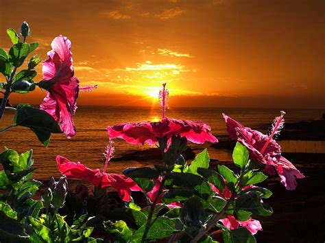 Nature At Its Best Flowers Water Sunrise Green Hd Wallpaper Peakpx