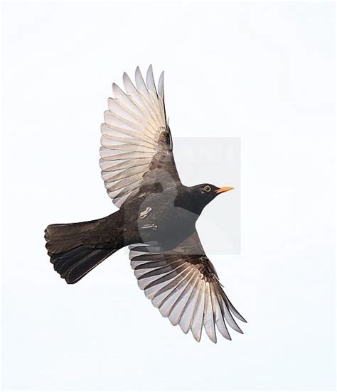 5 / 5 44 мнений. Agami - Merel, Common Blackbird, Turdus merula