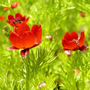 Die einjährige krautige pflanze erreicht wuchshöhen von 20 bis 50 cm. Herbst-Adonisröschen Blüte rot Adonis annua Galerie Album ...