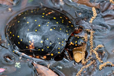 Spotted Turtle South Carolina Partners In Amphibian And Reptile