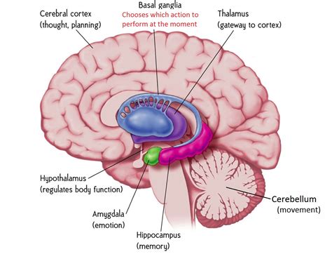 Otak Kecil Pengertian Fungsi Struktur Dan Bagian Otak Kecil Kang My