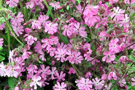 We did not find results for: North Fife: Red and White Campion Flowers
