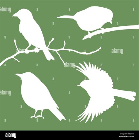 Vector Birds Collection Stock Vector Image And Art Alamy