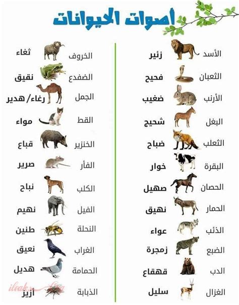 اسماء اصوات الحيوانات باللغة العربية