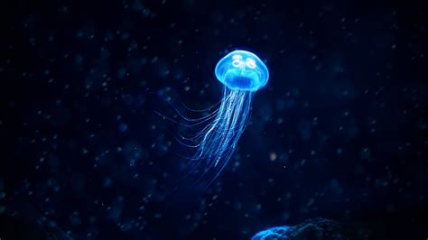Glowing Jellyfish Hd Wallpapers And Backgrounds