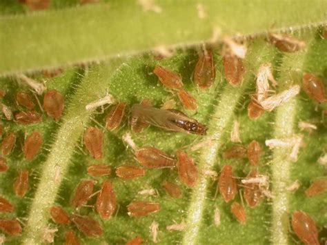 Aphids Outdoors