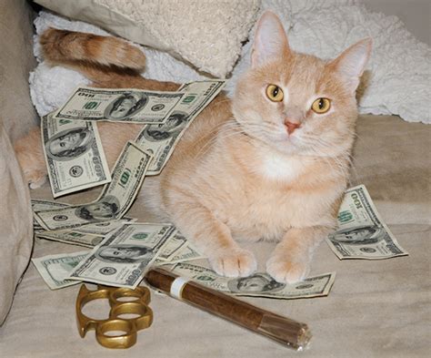 The old reverse psychology thumb whoring technique. money cat (17).jpg « MyConfinedSpace