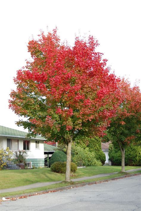 Plantfiles Pictures Hybrid Maple Pacific Sunset Acer By Growin