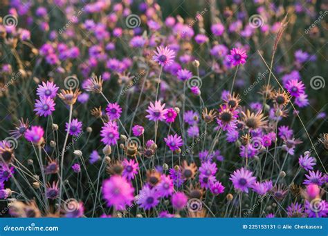 Beautiful Flower Field Purple Flowers Grow In The Meadow Stock Image