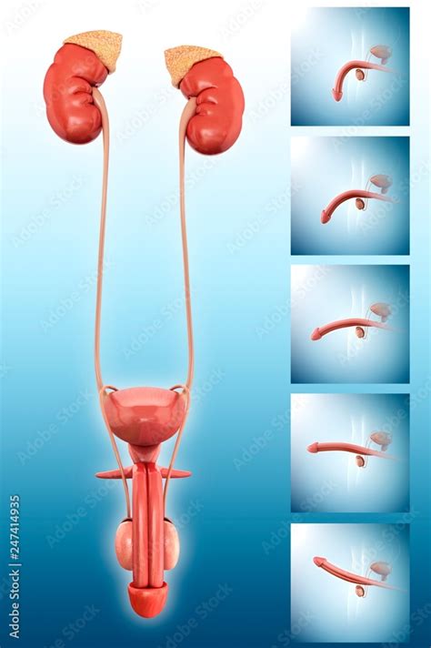 Urinary System And Penis Erection Illustration Stock Photo Adobe Stock