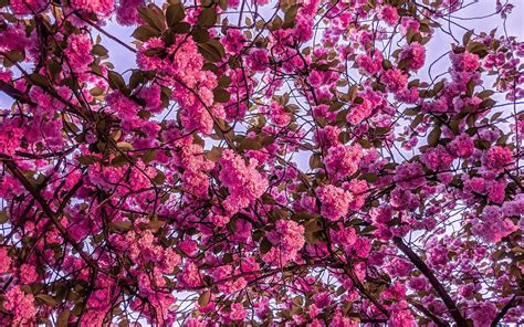 Download Wallpaper 2560x1600 Cherry Blossom Sakura Bloom Branches