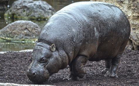 Hipopótamo Pigmeo En Bioparc Pygmy Hippopotamus Bioparcvalencia