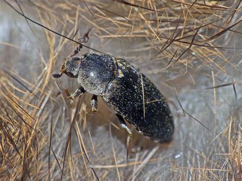 hide beetle dermestes maculatus hide beetle dermestes macu… flickr