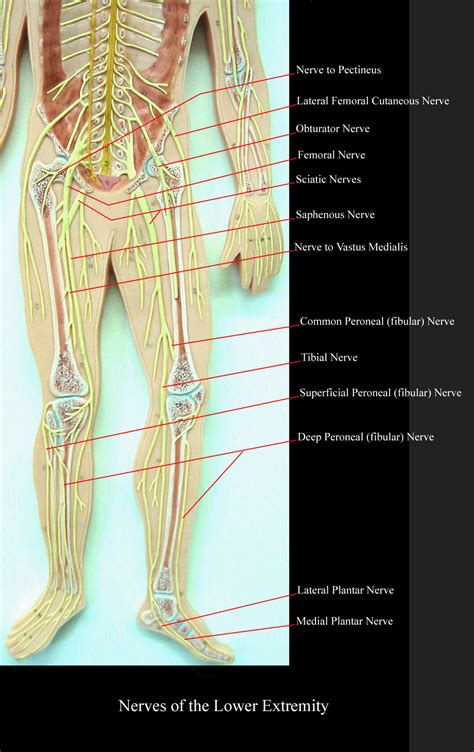 Cutaneous (skin of lower part of ant surface of leg)medial planter nerve posterior tibial nerveorigin: lowerextremitynerves