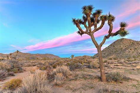 Joshua Tree National Park Expects Spring To Bring Crowding Navajo