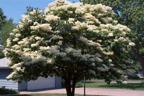 Snowdance Japanese Tree Lilac Pahls Market Apple Valley Mn